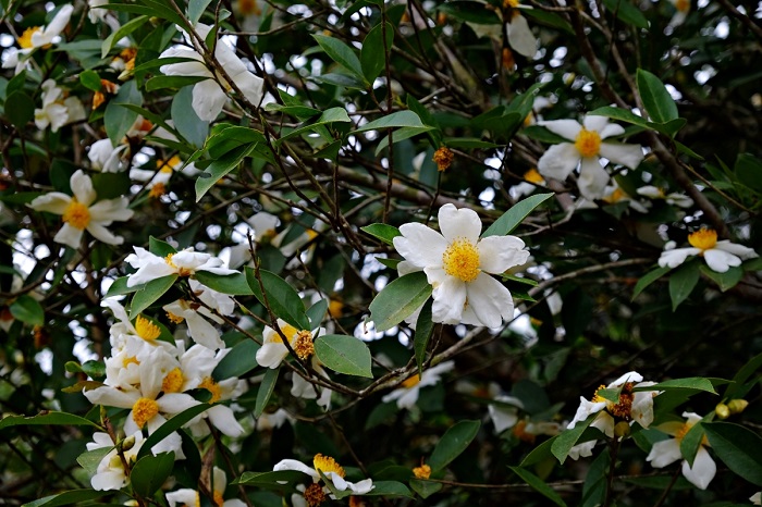 Ngắm nhìn hoa sở phủ sắc trắng trên núi rừng 